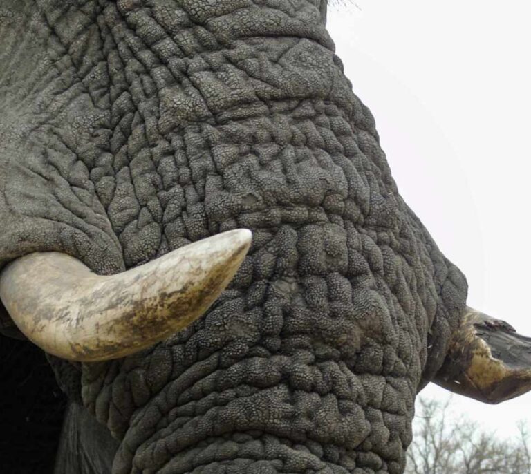 Un turista español muere aplastado por un elefante en Sudáfrica