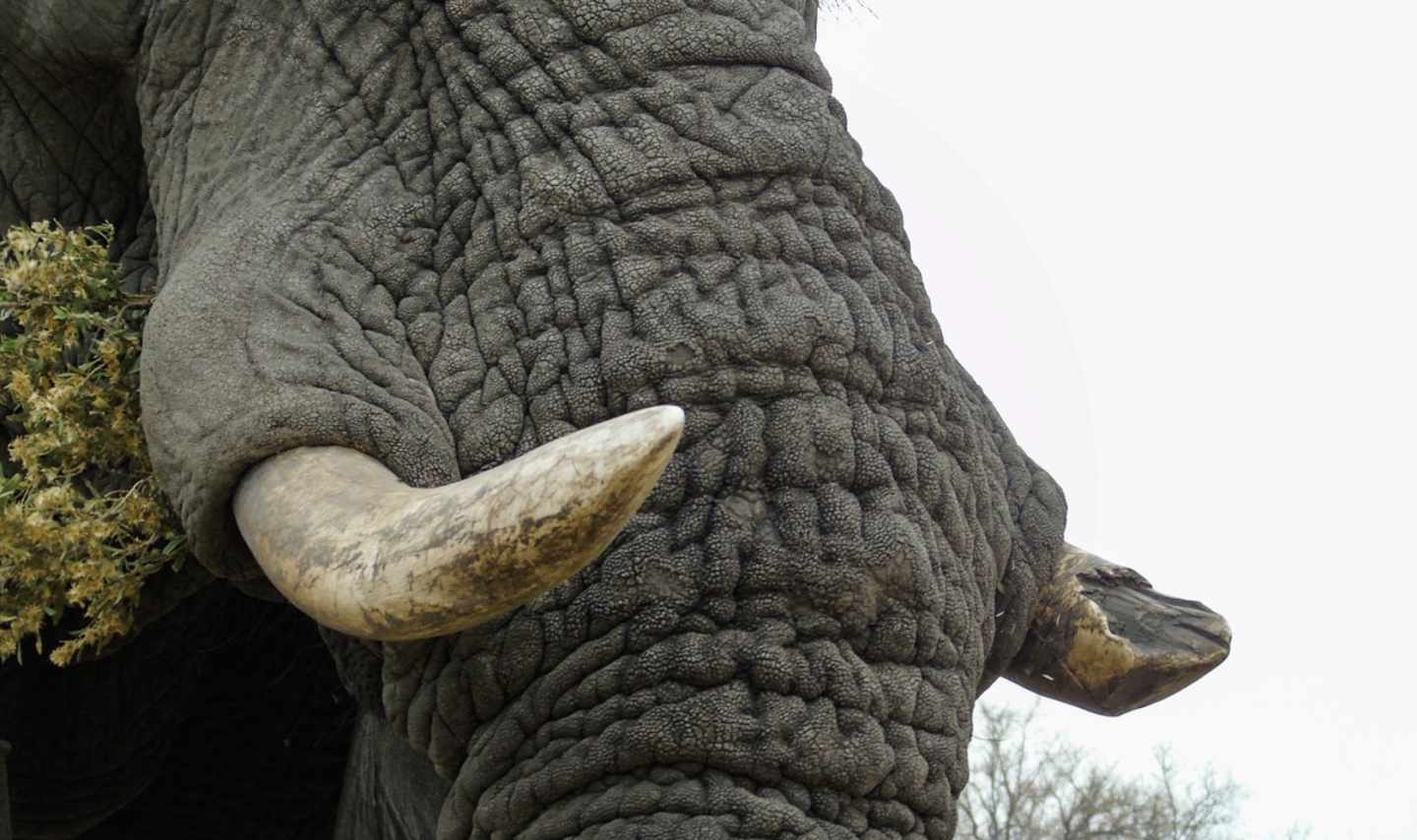 Elefante africano con un colmillo desprendido