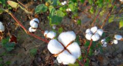 El algodón orgánico busca espacio en la industria textil