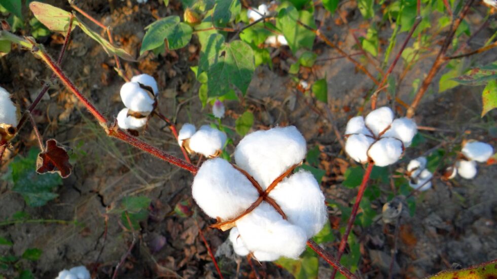 Cultivo de algodón orgánico