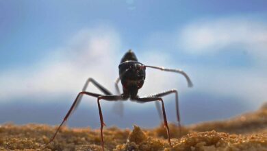 El asombroso olfato de la hormiga del desierto