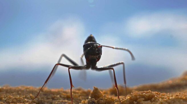 Ejemplar de Cataglyphis fortis, hormiga del desierto