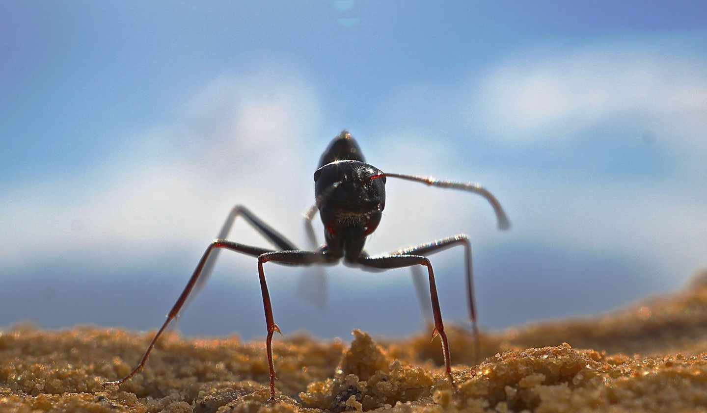 Ejemplar de Cataglyphis fortis, hormiga del desierto