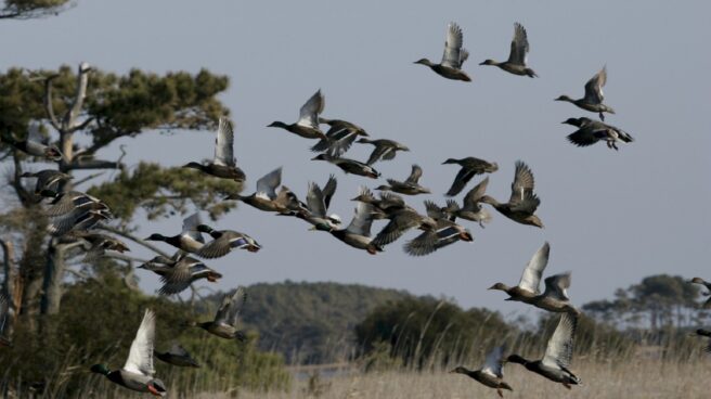 Patos Mallard