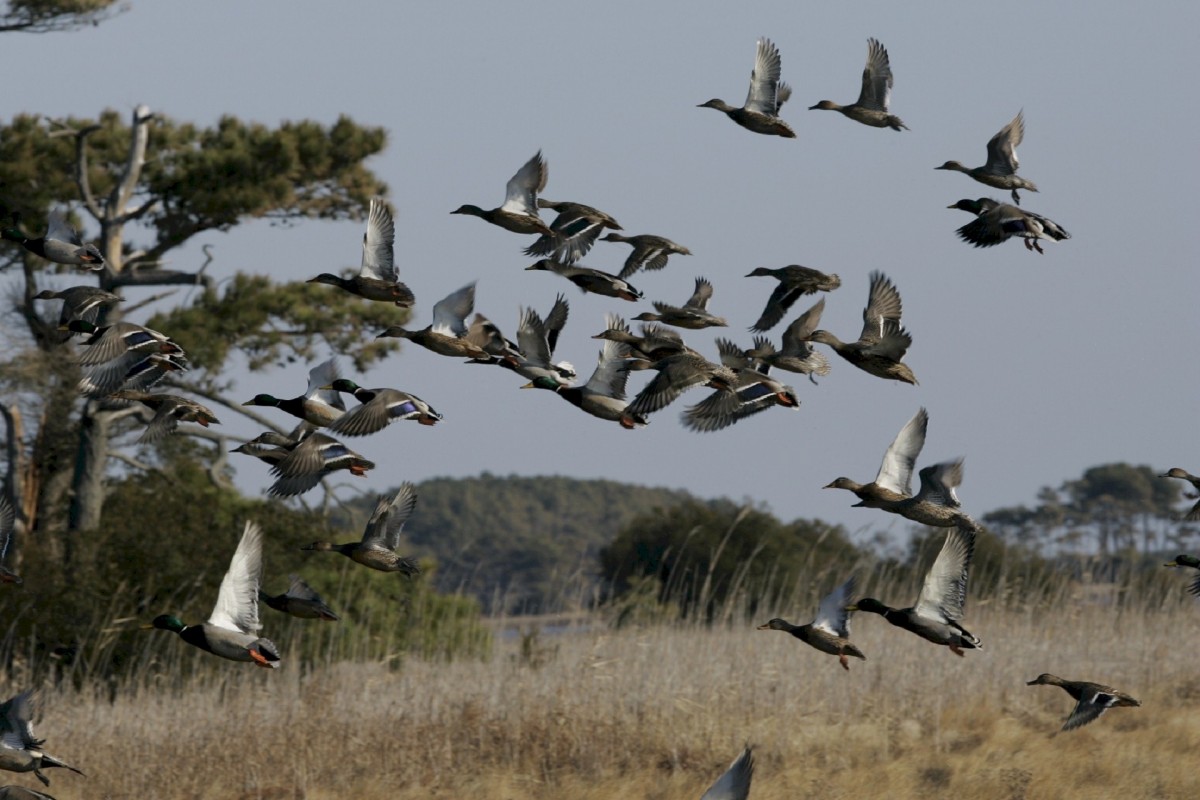 Patos Mallard