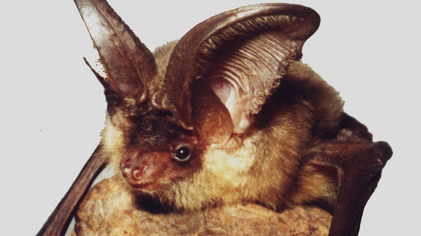 Murciélago Orejudo