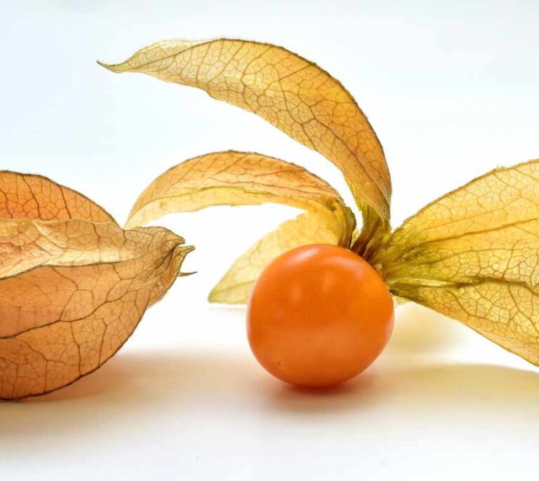 CRISPR: Corta-pega genético para domesticar al tomatillo asturiano