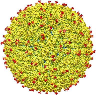 Imagen del zika obtenida por criomicroscopía