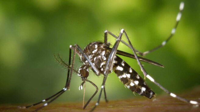 El aedes albopictus es uno de los insectos responsables de la transmisión del dengue.