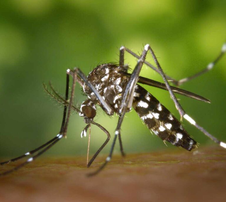 Sanidad confirma dos casos de dengue contraídos en España este verano