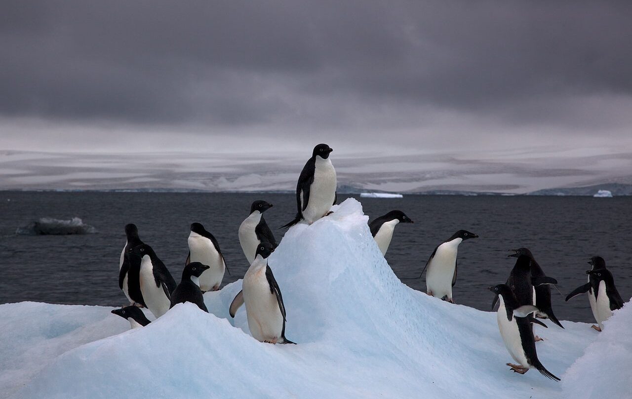 Pingüinos en la Antártida