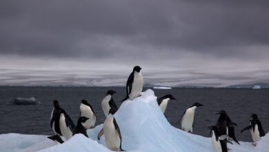 Lo qué significa el cambio climático para la Antártida