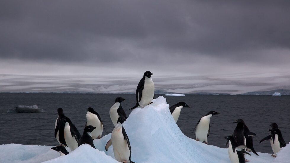 Pingüinos en la Antártida