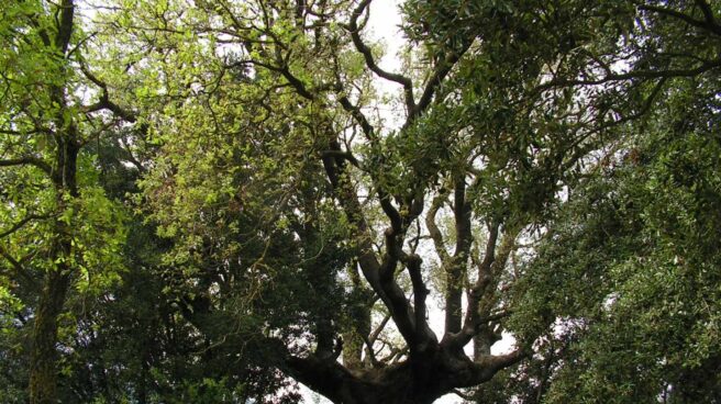 Árboles monumentales, gigantes de la biodiversidad