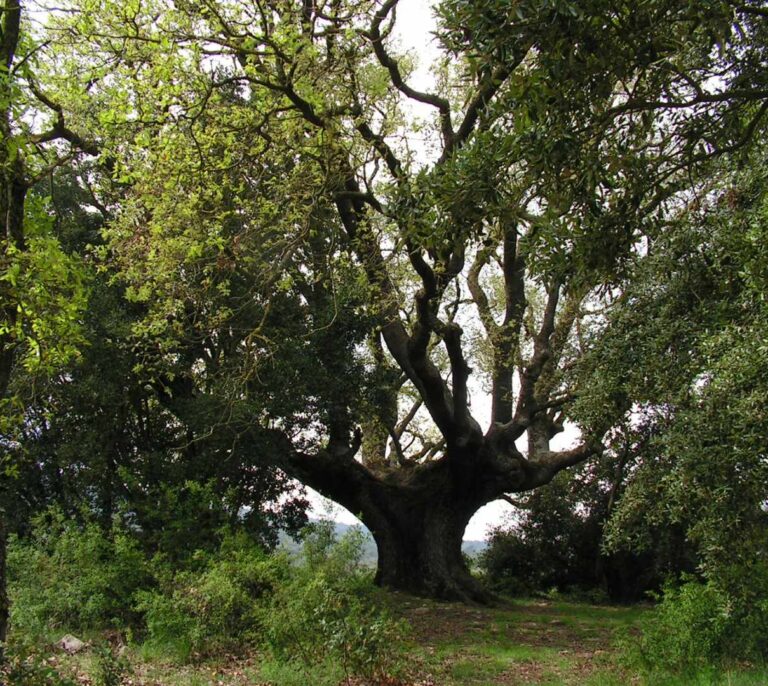 Árboles monumentales, gigantes sabios de la biodiversidad