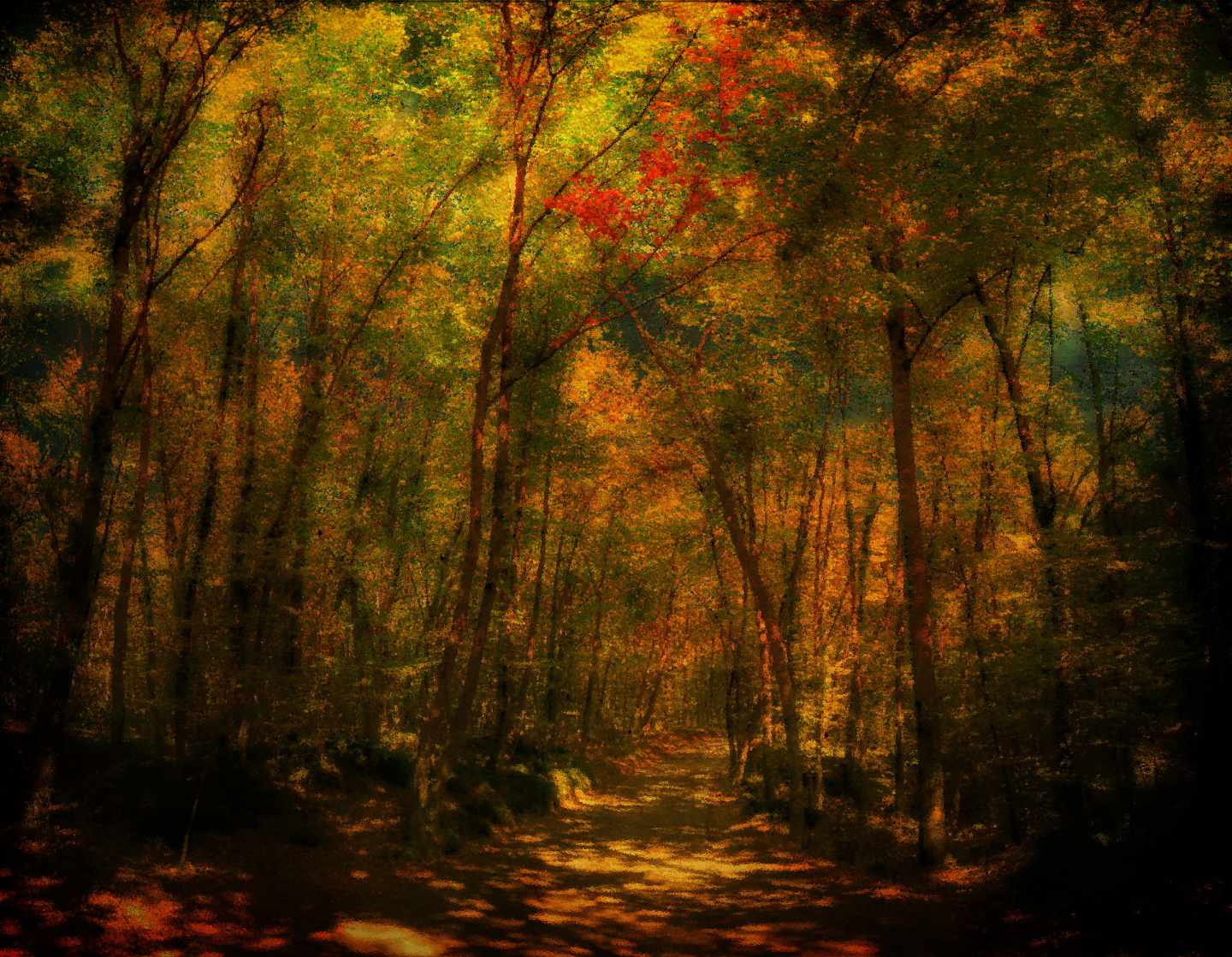 Bosque de Hayas de En Jordà