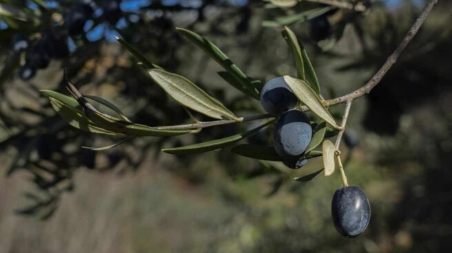 Las exportaciones españolas de aceituna negra se desploman un 70% en EEUU