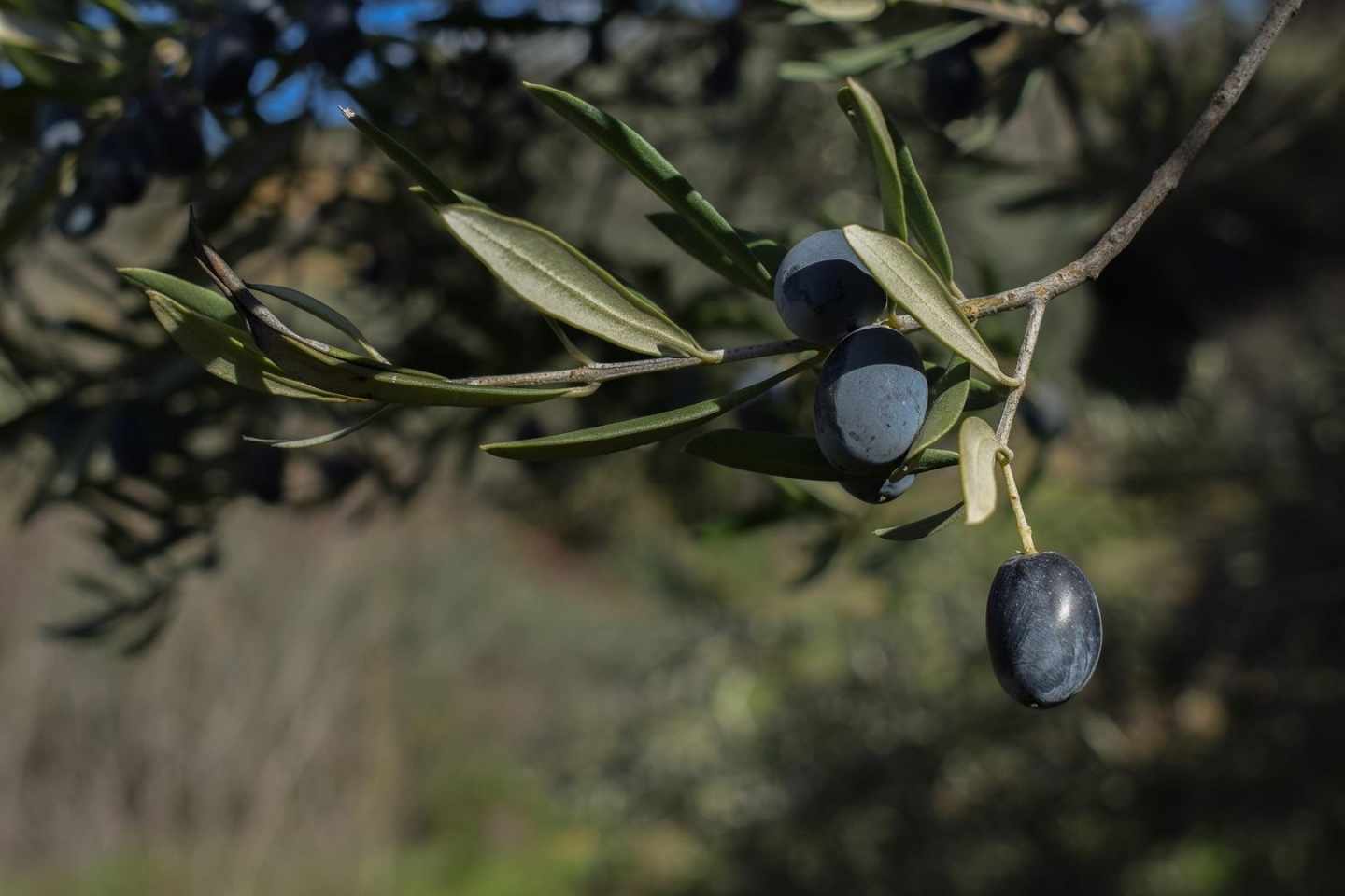 Aceituna negra.