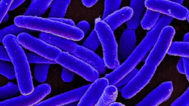 Las tres bacterias y un parásito que perpetúan la pobreza y la desigualdad en el mundo