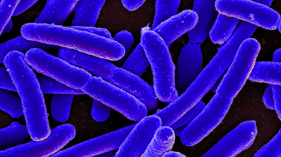 Bacteria e coli.