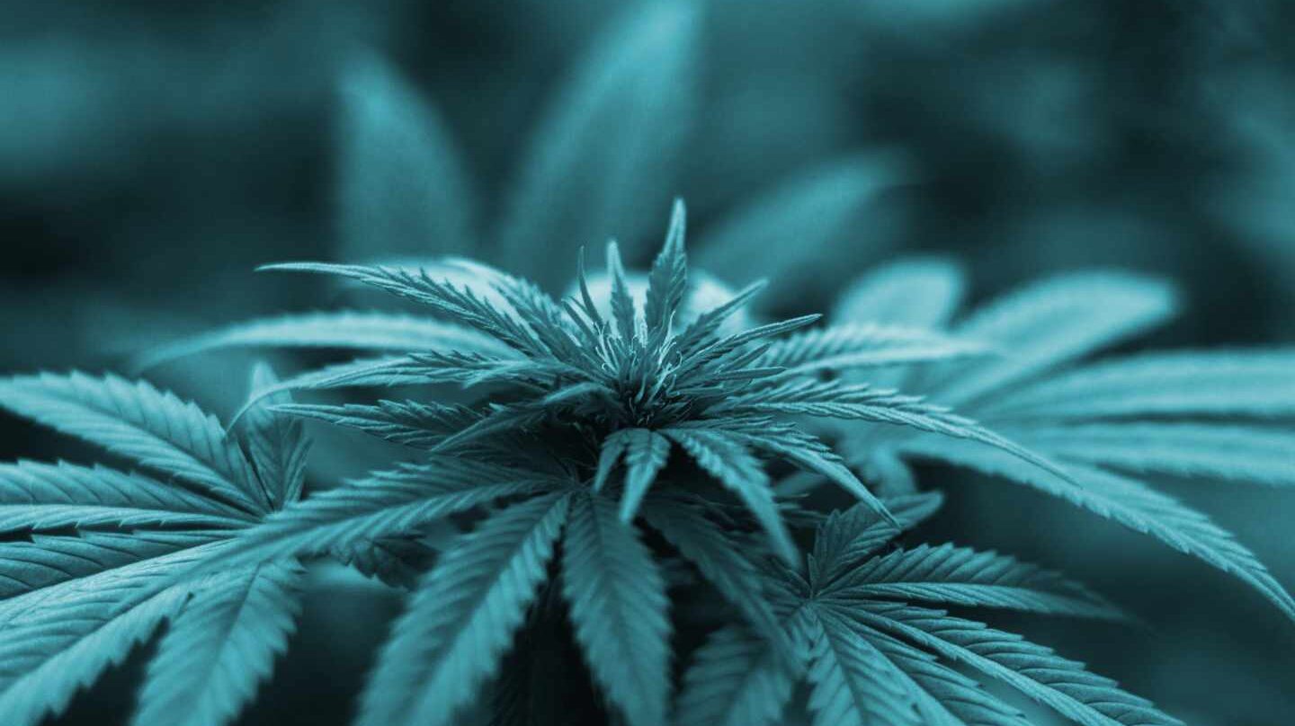 Planta de cannabis.
