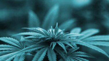 Cuando la marihuana da grandes alegrías (en Bolsa)