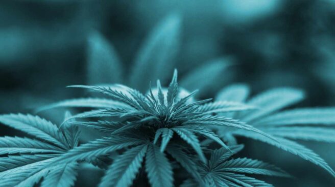 cannabis Planta de cannabis.