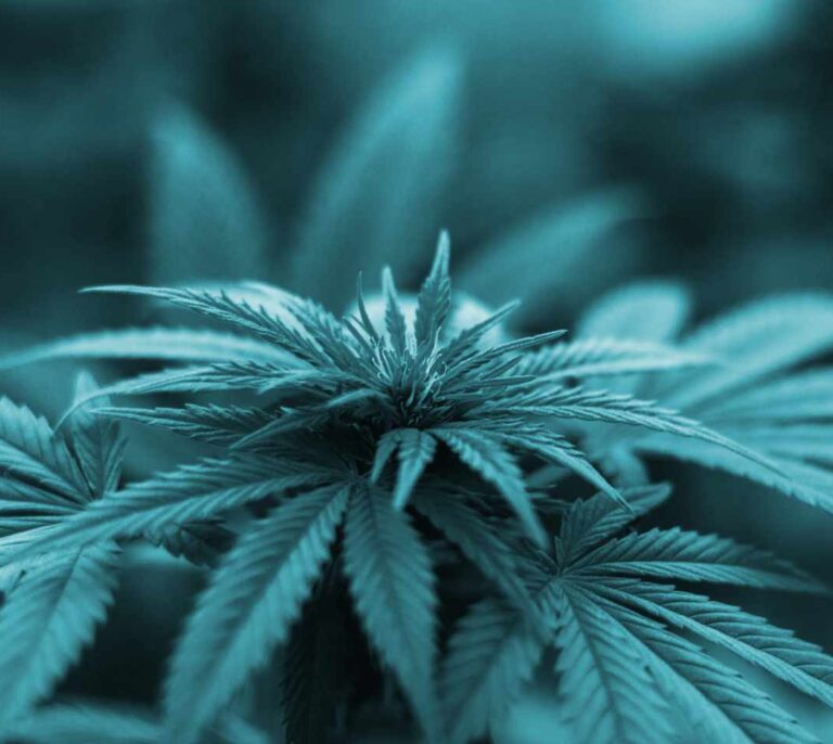 Cuando la marihuana da grandes alegrías (en Bolsa)