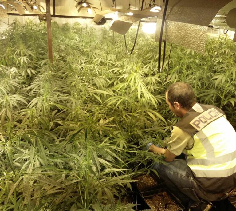 Barcelona lideró el consumo de cannabis en 2021 según un estudio europeo