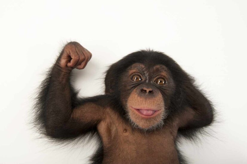 Bebé chimpancé, Pan troglodytes, de tres meses llamado Ruben en el Lowry Park Zoo de Tampa