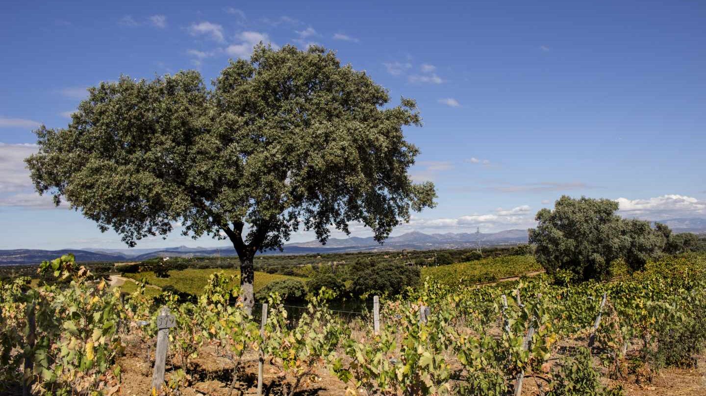 En busca de un gran vino de Madrid