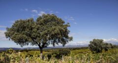 En busca de un gran vino de Madrid