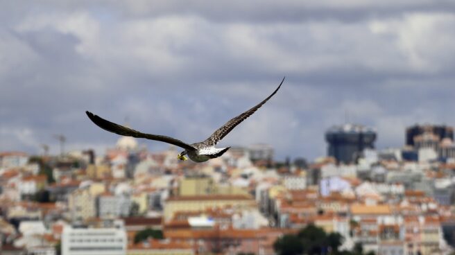 gaviota Gaviota sobrevolando una ciudad