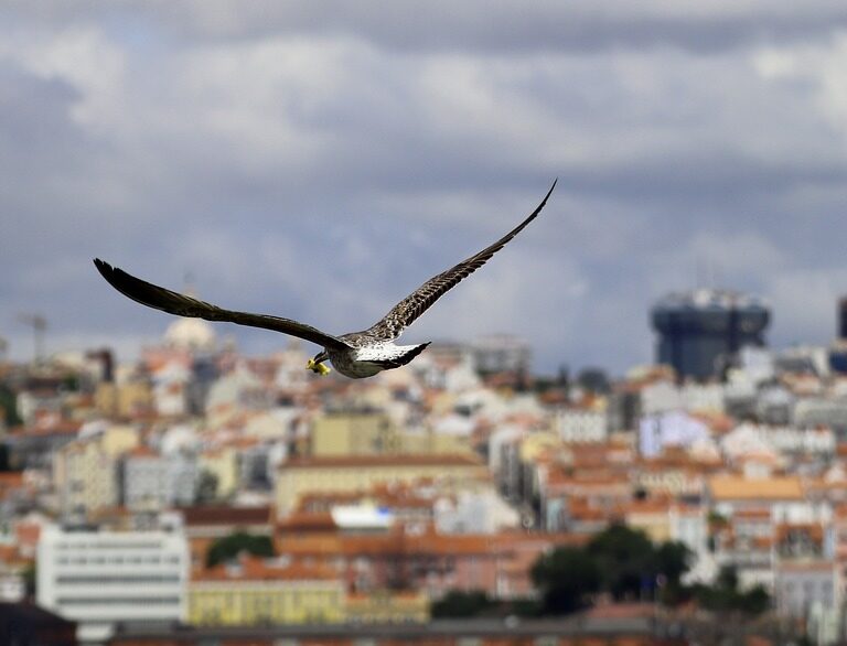 Fauna salvaje y ciudad: una relación complicada