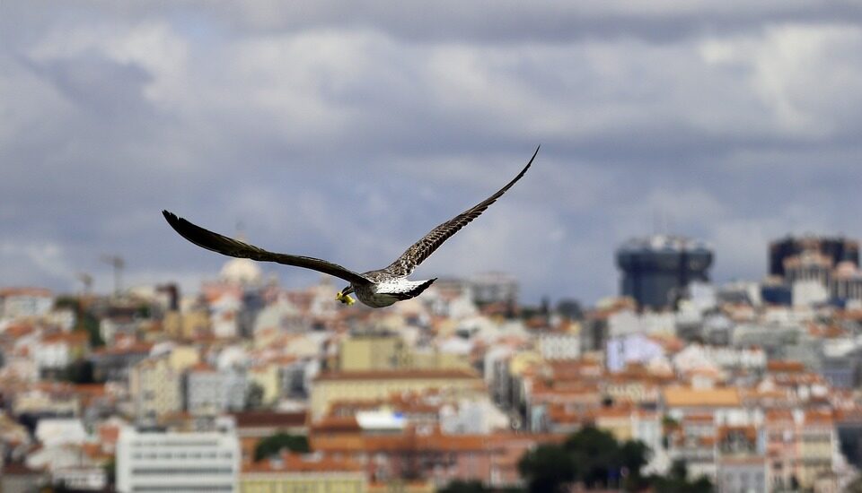 Gaviota sobrevolando una ciudad