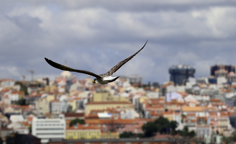 Gaviota sobrevolando una ciudad