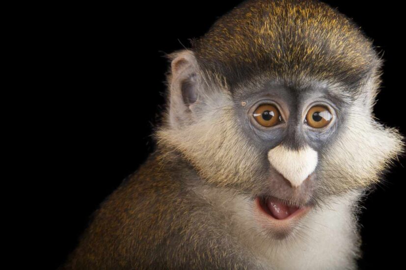 Guenon de Schmidt, Cercopithecus ascanius schmidti, en el Zoo de Houston