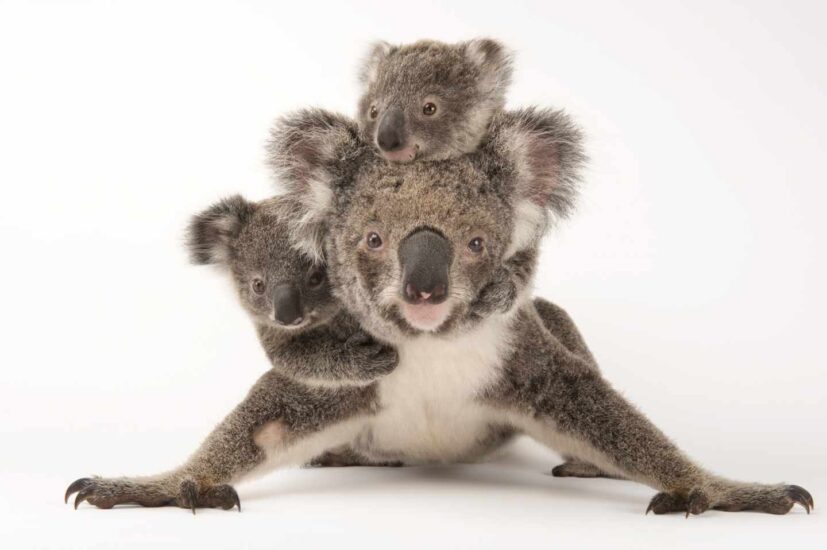 Koala, Phascolarctos cinereus, federalmente amenazado con sus bebés en Australia. Zoo Wildlife Hospital.