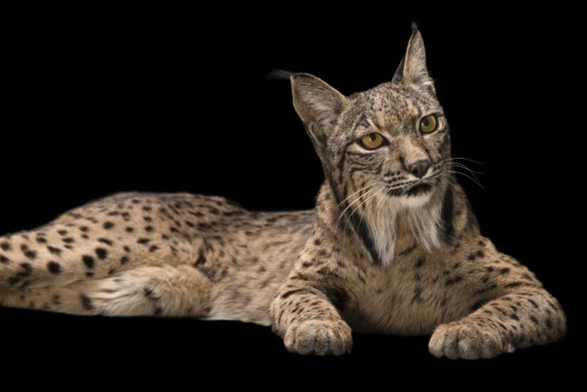 Lince ibérico en peligro de extinción, Lynx pardinus, en el Zoo de Madrid