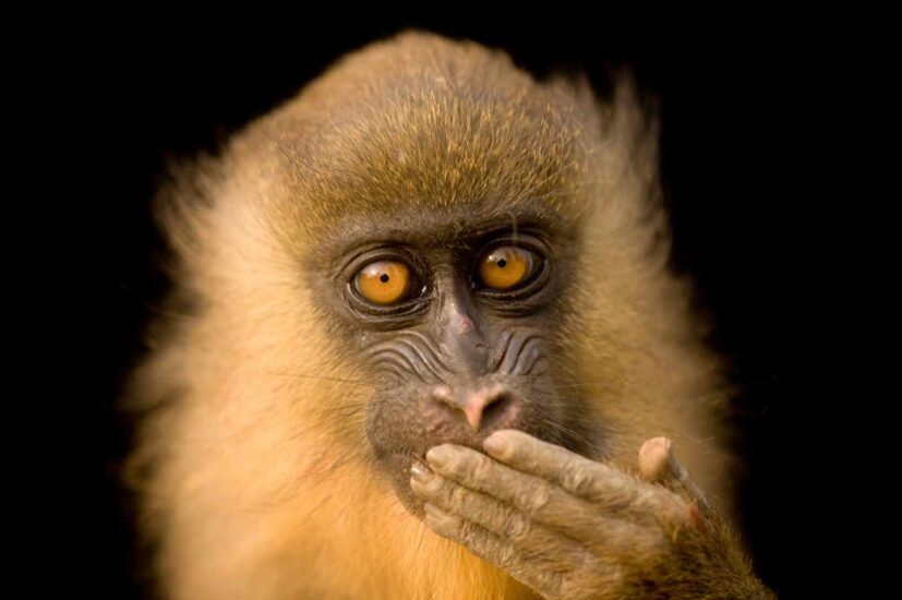 Mandril cautivo de cinco meses, Mandrillus sphinx, en Malabo, Guinea Ecuatorial.