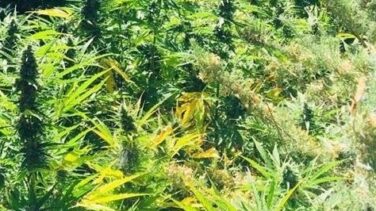Extinguen un fuego en una bodega y encuentran varias plantas de marihuana