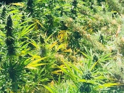 Marihuana de alto rendimiento en Toledo: la Guardia Civil desmantela 3.334 plantas