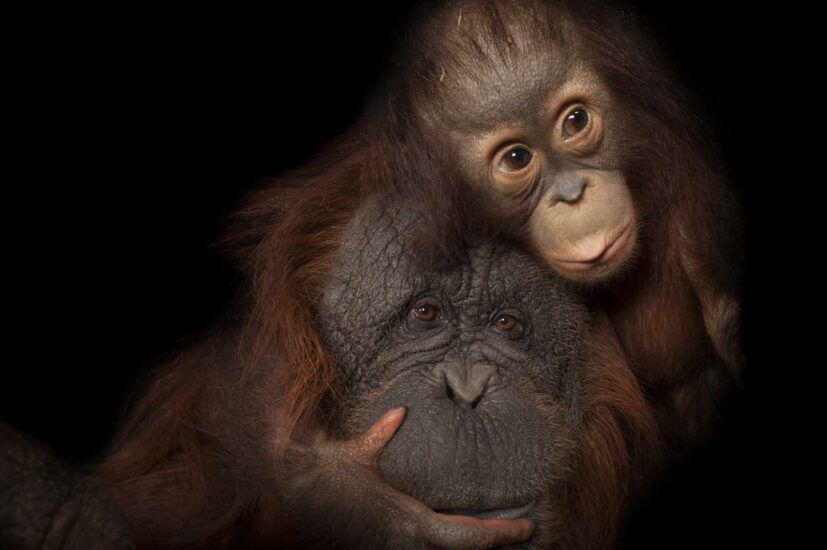 Bebé orangután de Borneo, Pongo pygmaeus, en peligro de extinción llamado Aurora, con su madre adoptiva, Cheyenne, un cruce de Borneo / Sumatra, Pongo pygmaeus x abelii, en el Houston Zoo Park