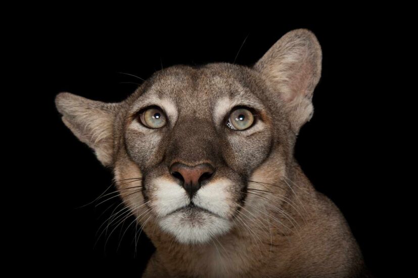 Pantera de Florida, Puma concolor coryi, en peligro de extinción, en el Lowry Park Zoo de Tampa