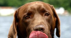 El color de tu perro puede afectar a su longevidad