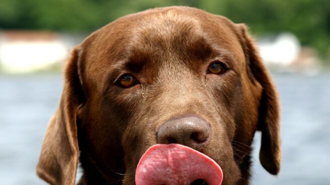 Perro labrador color chocolate