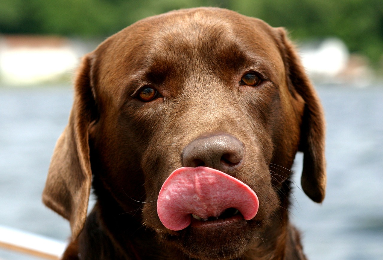 Perro labrador color chocolate