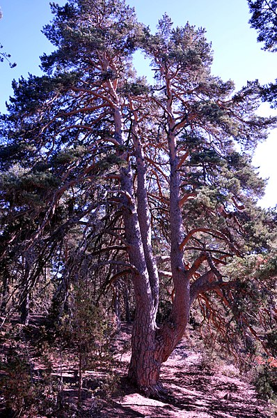 Árboles monumentales, gigantes de la biodiversidad