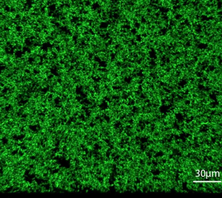 Proteínas ‘Frankenstein’ para reparar heridas