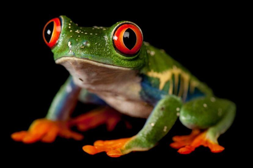 Rana arbórea de ojos rojos, Agalychnis calidryas, en el zoológico Sunset en Manhattan